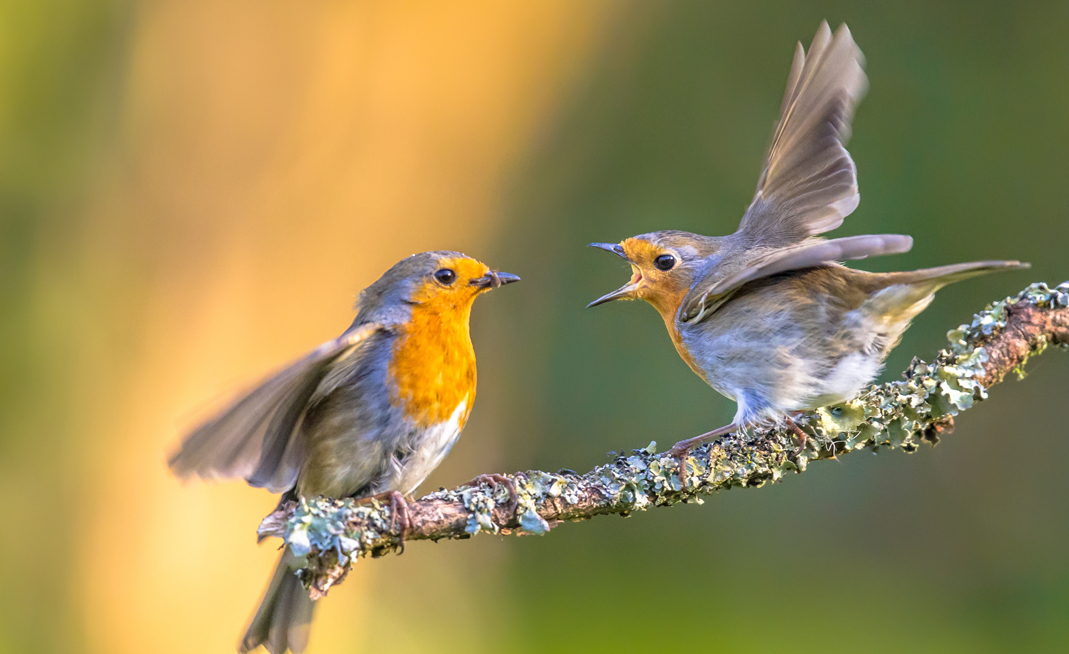 Désescalade verbale, gestion de la violence verbale en milieu hospitalier et psychiatrique