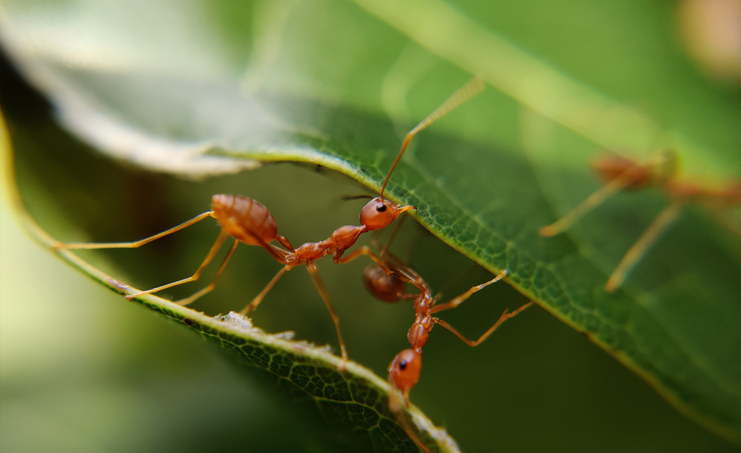 fourmis-recyclage-decrescendo